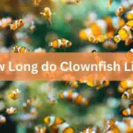 How Long Do Clownfish Live For in a Tank?