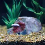 How Often Should You Change The Water In Your Betta Fish Tank?