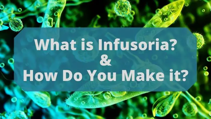 How to make infusoria