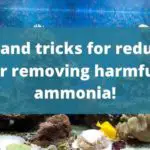 Effective Ways You Can Lower or Remove Ammonia in Your Saltwater Fish Tank