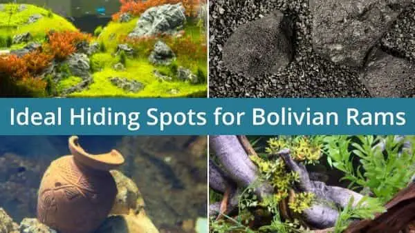 Bolivian ram hiding spots