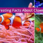 10 Fun Facts About Clownfish That You Probably Didn’t Know