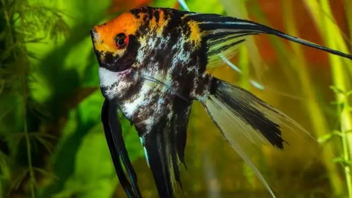 Koi angelfish