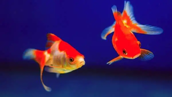 Goldfish vs Koi Fish