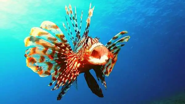 Lionfish Care Guide