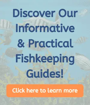 Lionfish Lair Fishkeeping Guides