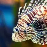 Top 5 Lionfish Tank Mates