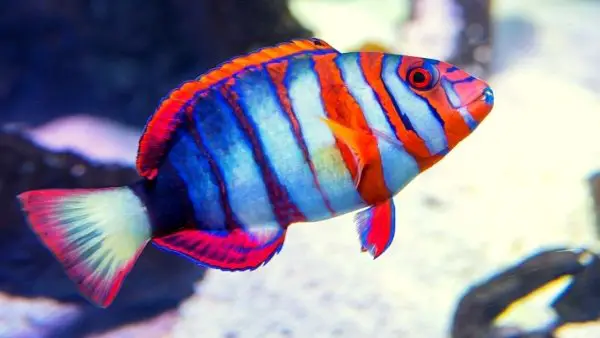 Lionfish tank mates