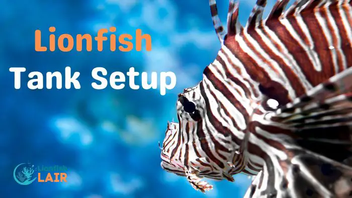 Lionfish tank setup