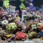 Live Rock and Dead Rock – Aquascaping Tips and Guide
