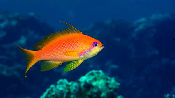 lyretail-anthias-100-gallons