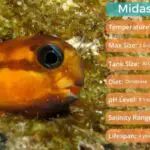 The Midas Blenny: Learn Everything There Is To Know About This Species of Marine Fish