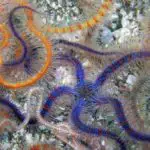 Aquarium Hitchhiker: Learn About Mini Brittle Stars
