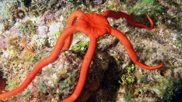 Mini brittle starfish