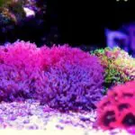 Best Beginner Corals: Mushrooms, Polyps, Leathers