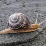 Mystery Snail: Care Guide (Tank Mates, Breeding ,Eggs)