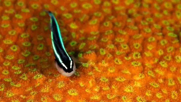 Neon blue goby