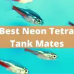 Here Are The Best Neon Tetra Tank Mates
