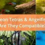 Are Neon Tetras and Angelfish Compatible?