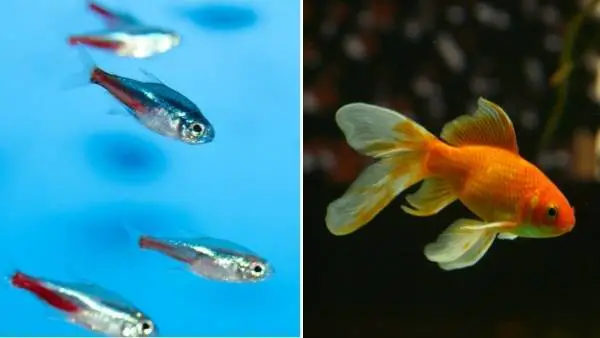 Neon tetras and goldfish