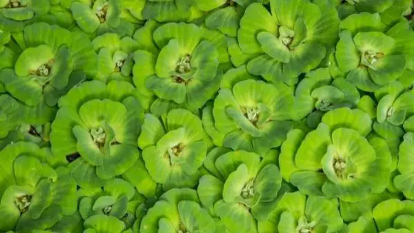 Neon tetra plants