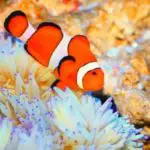 Differences Between True Percula Clownfish vs Ocellaris Clownfish