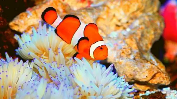Ocellarist Clownfish vs True Percula Clownfish