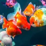 Top 8 Best Compatible Oranda Goldfish Tank Mates