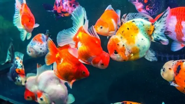 Oranda goldfish tank mates