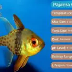 Pajama Cardinalfish – Learn Everything About The Sphaeramia Nematoptera