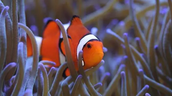 Percula clownfish