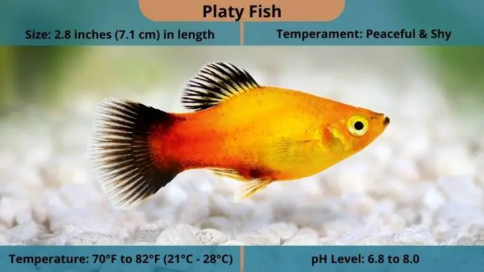 Platy fish statistics
