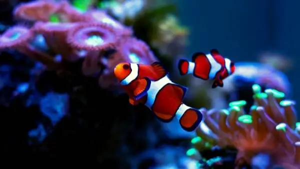 Pregnant clownfish