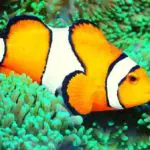 Pregnant Clownfish – How Do I Tell?