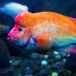 The Ultimate Red Devil Cichlid Guide