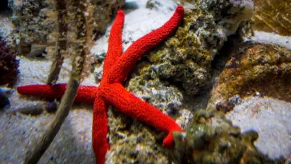 Red Linckia Starfish