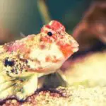 Red Scooter Blenny: Everything There Is To Know About The Synchirous Stellatus