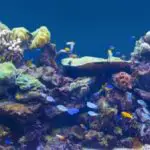 The Best Reef Safe Angelfish