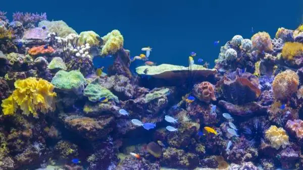 Reef safe angelfish