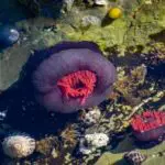The Ultimate Rock Flower Anemone Guide