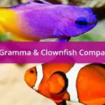 Are Royal Gramma and Clownfish Compatible?