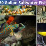 Best Saltwater Fish For a 30 Gallon Tank