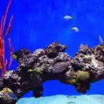 Top 5 Saltwater Fish For a 10 Gallon Tank