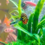 Can Guppies Live in Saltwater? (The Truth About Guppies)