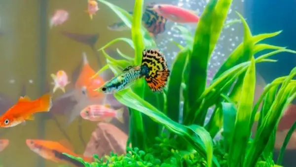Can guppies live in saltwater?
