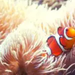 Top 5 Best Clownfish Tank Mates