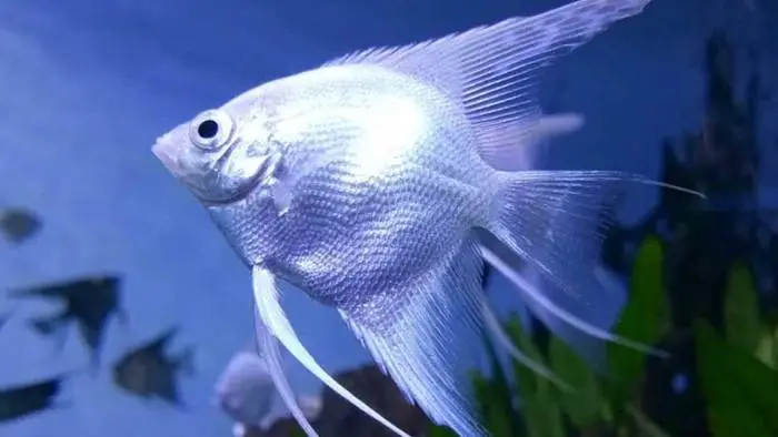 Silver angelfish