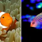 Six Line Wrasse and Clownfish Compatibility