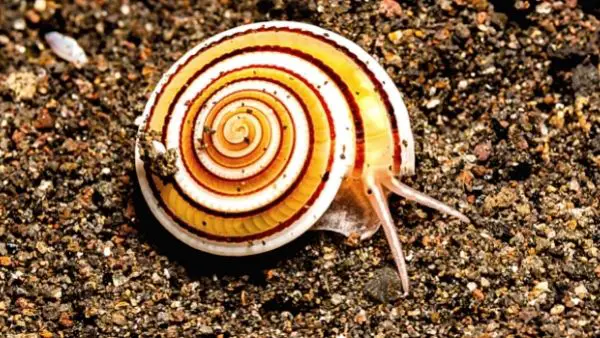 Sundail Snails