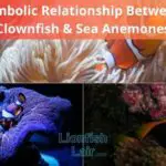 Exploring the Symbolic Relationship Between Clownfish and Sea Anemones